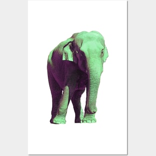 Fat Tuesday Elephant Posters and Art